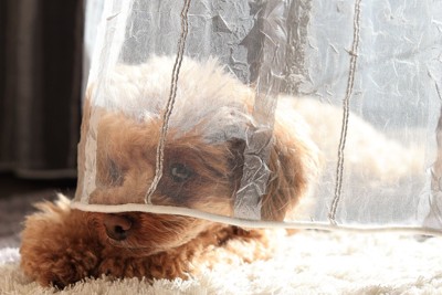 カーテンに隠れる犬