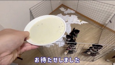 男性の持っている皿を見つめる子犬たち