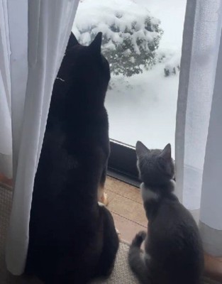 本当の姉妹のよう