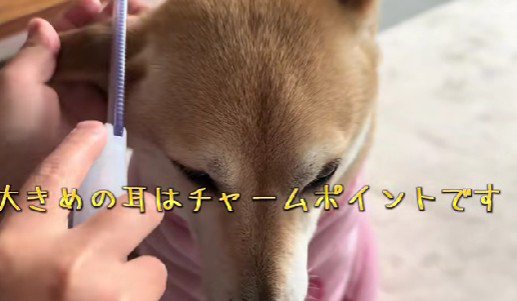 とってもかわいい美容ごっこでした