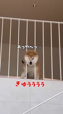 柵に頭が挟まって顔が圧迫されている犬