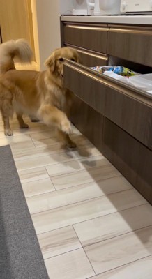 開いた引き出しを前足でひっかく犬
