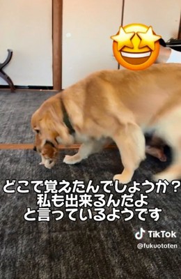 不思議に思う飼い主さん