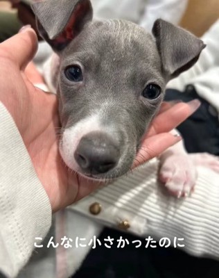 イタリアングレーハウンドのパピー