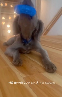 おもちゃで遊ぶレアちゃん2