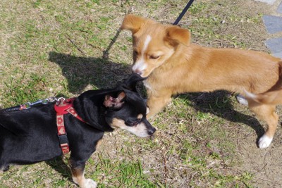 散歩で出会った子犬たち