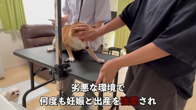 元繁殖犬のあんずちゃん