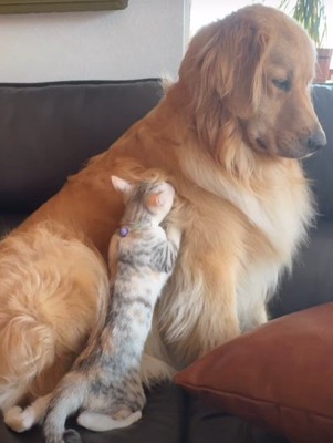 先住犬のゴールデンレトリバー！