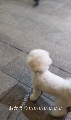 パパさんのお迎えに来たふう太くん