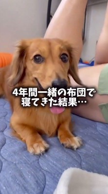ベッドの上でカメラを見つめる犬