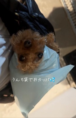 ビニール袋を被ったうーろんくん2