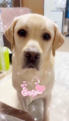 撫でられてスイッチが入るトニーくん⑩