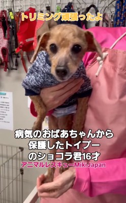 抱っこされる犬