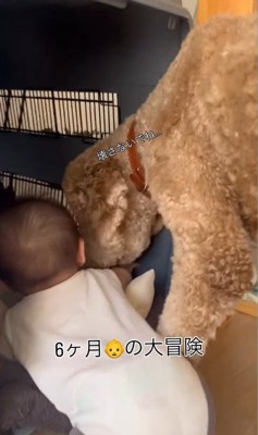 赤ちゃんがクレートに入った時のわたげちゃん6