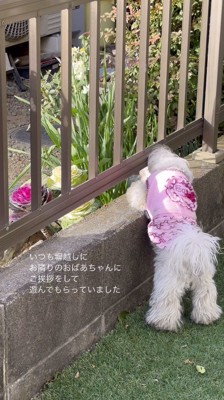 柵と塀の間に顔を入れる犬
