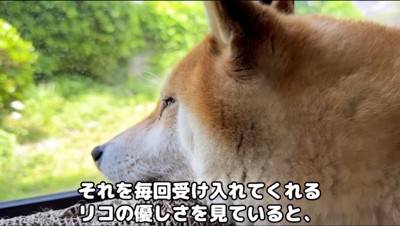 窓の外を眺める犬