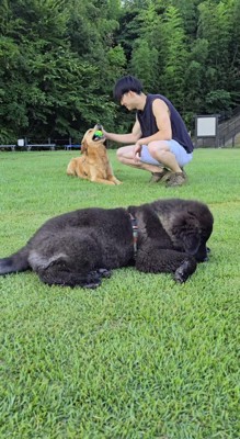芝生に寝転がる黒い犬と、後ろで男性に撫でられている茶色い犬