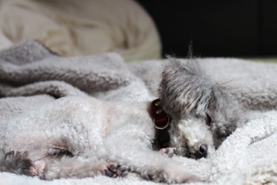毛布の上で横になる犬