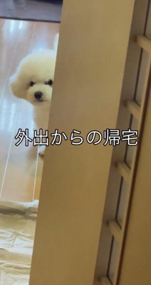ドアの陰から見つめる犬