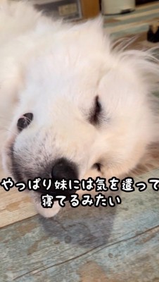 赤ちゃんの隣で熟睡する犬