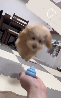 ジャンプするふくくん