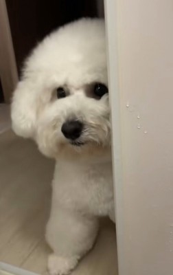 ジャジャーン!!