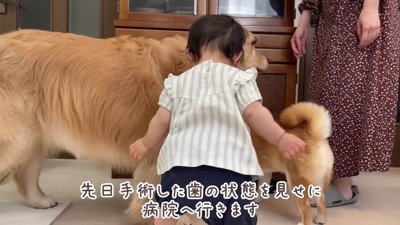 リュックサックで動物病院へ