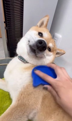 ブラッシング中のフクちゃん⑩