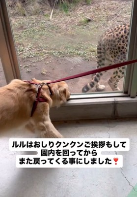 お尻をクンクンする犬