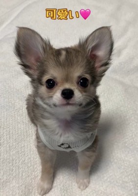 アム君の毛色の変化3