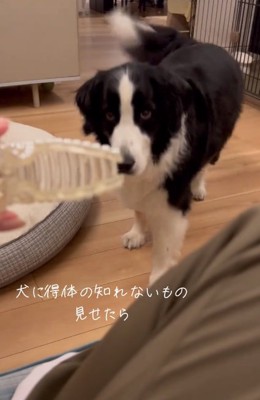 ヘアクリップに近づくワンコ