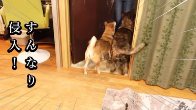 侵入を許した2匹