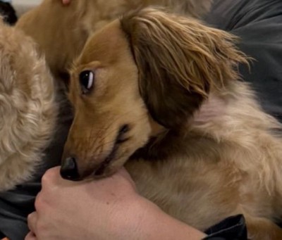 最初に甘えていたワンコ