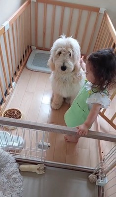 サークルの中で座っている犬と柵を掴んで立つ子供