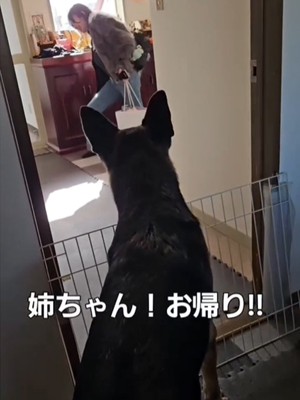 犬の後ろ姿