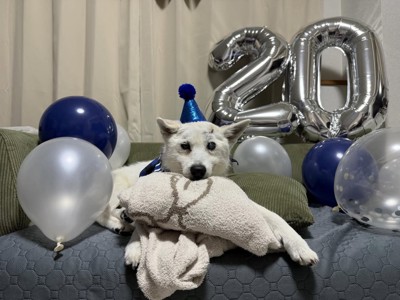 風船の前にいる犬