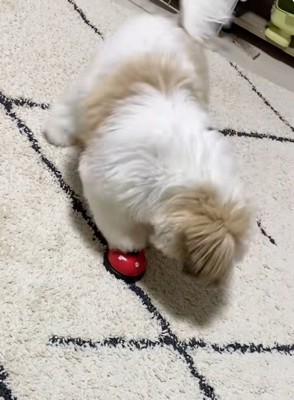 何度も鳴らすよもぎくん