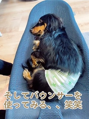 バウンサーに寝る犬