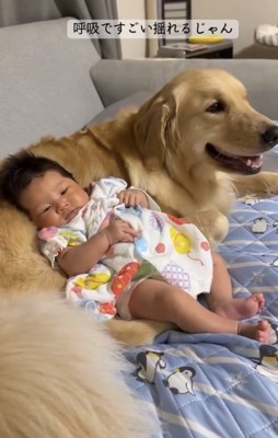 犬にもたれて過ごす赤ちゃん