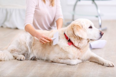 床に伏せてブラッシングする犬