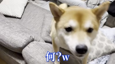 パパに近づく柴犬