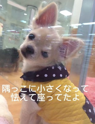 ショーケースの片隅でポツン…