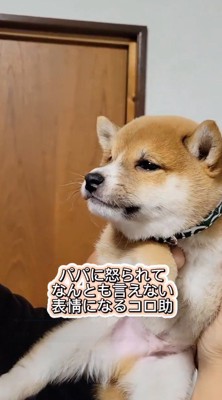 男性の顔を見つめる子犬