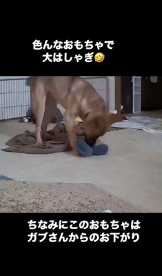 おもちゃで遊ぶ子犬