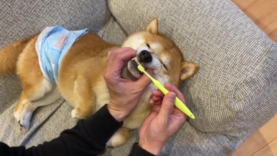 歯磨きの時間です