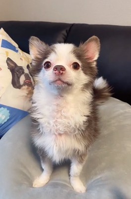 お座りするLiaくん