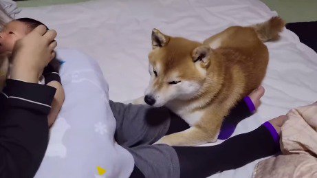 両腕で女性の足を挟む犬