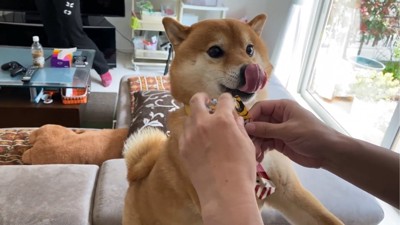 舌を出す犬