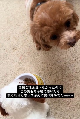 こあ君のご飯の横におもちゃを置いたら