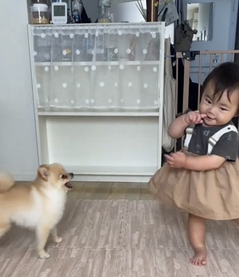 子どものことをよく見る犬1